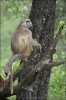 Chacma Baboon