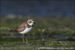 Charadrius semipalmatus