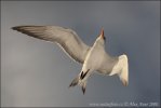 Charrán Real Gaviota Pagaza Gaviotín Golondrina-marina