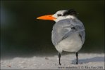 Charrán Real Gaviota Pagaza Gaviotín Golondrina-marina