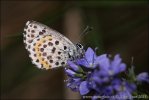 Chequered Blue