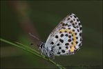 Chequered Blue