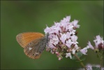 Chestnut Heath