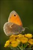 Coenonympha pamphilus