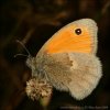 Coenonympha pamphilus