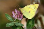 Colias hyale