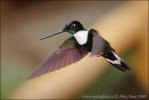 Collared Inca