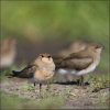 Collared Pratincole