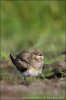 Collared Pratincole