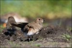 Collared Pratincole