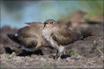 Collared Pratincole