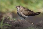 Collared Pratincole