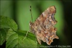 Comma Butterfly