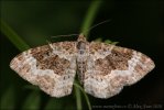 Common Carpet