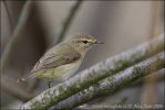 Common Chiffchaff