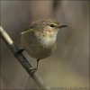 Common Chiffchaff