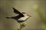 Common Chiffchaff