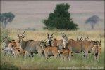 Common Eland