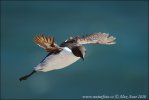 Common Guillemot