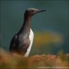 Common Guillemot