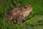 Common Toad