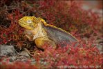 Conolophus subcristatus