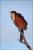 Coppery-tailed Coucal