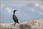 Cormorán moñudo