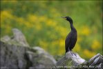 Cormorán moñudo