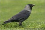 Corvus monedula