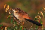 Coucal à sourcils blancs