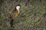 Coucal des papyrus