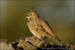 Crested Lark