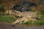 Crocodylus niloticus