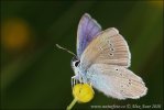 Cyaniris semiargus