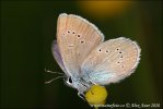 Cyaniris semiargus