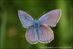 Cyaniris semiargus