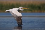 Dalmatian Pelican