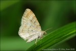 Dark-barred Twin-spot Carpet