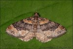 Dark-barred Twin-spot Carpet