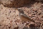 Desert Lark