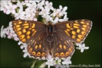 Duke of Burgundy