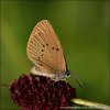 Dusky Large Blue