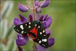 Écaille rouge