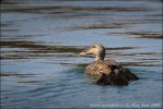 Eider à duvet