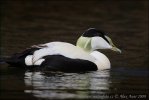 Eider vogel