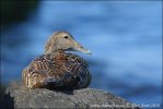 Eider vogel