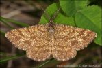 Ematurga atomaria - male