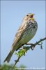 Emberiza calandra