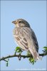 Emberiza calandra